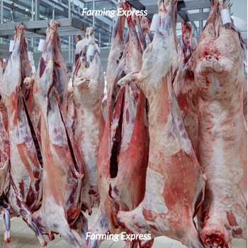 Whole Lamb Meat 1